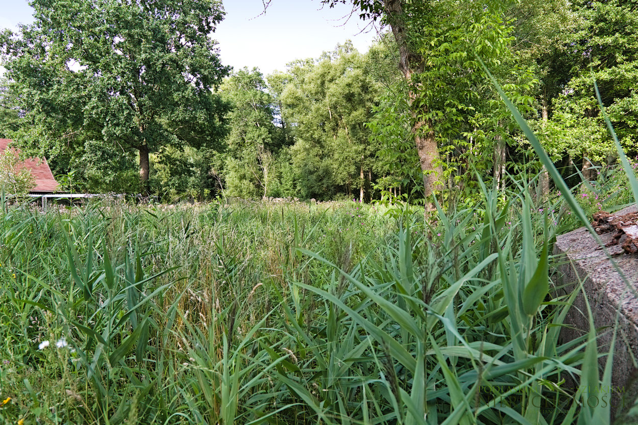 dz1_06