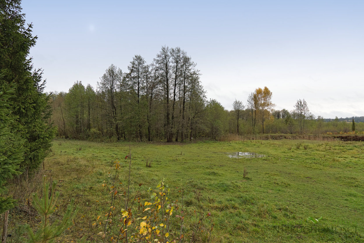 rosrog_08